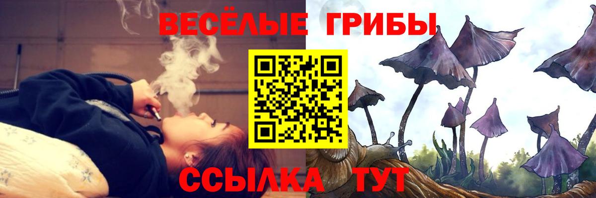 Псилоцибиновые грибы Psilocybe Выборг